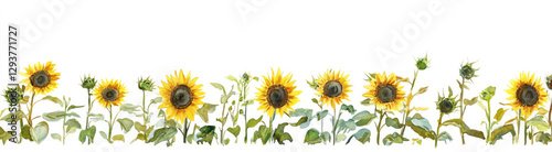 Picturesque sunflower field, isolated on a white background