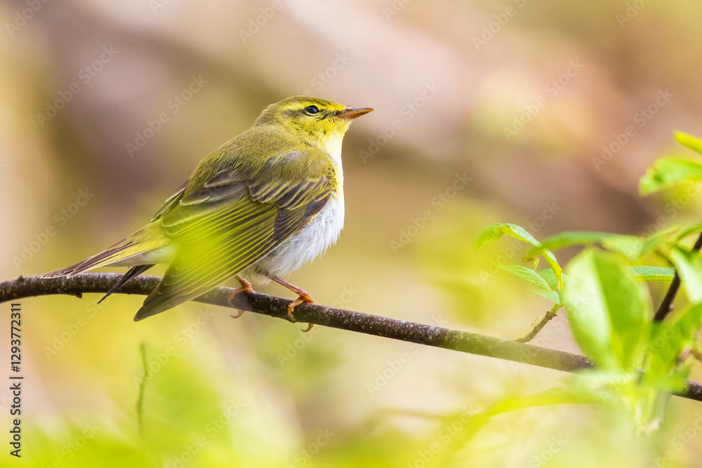 Willow warbler sitting on a branch at springtime Willow warbler sitting on a branch at springtime