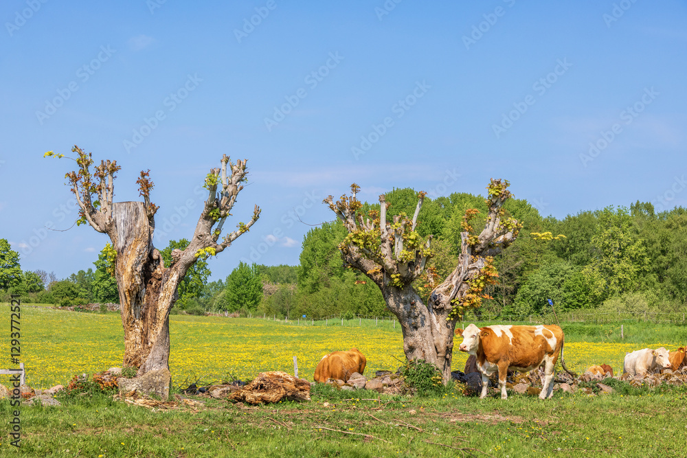 Obraz premium Cattles on a flowering meadow with pruned trees a sunny summer day