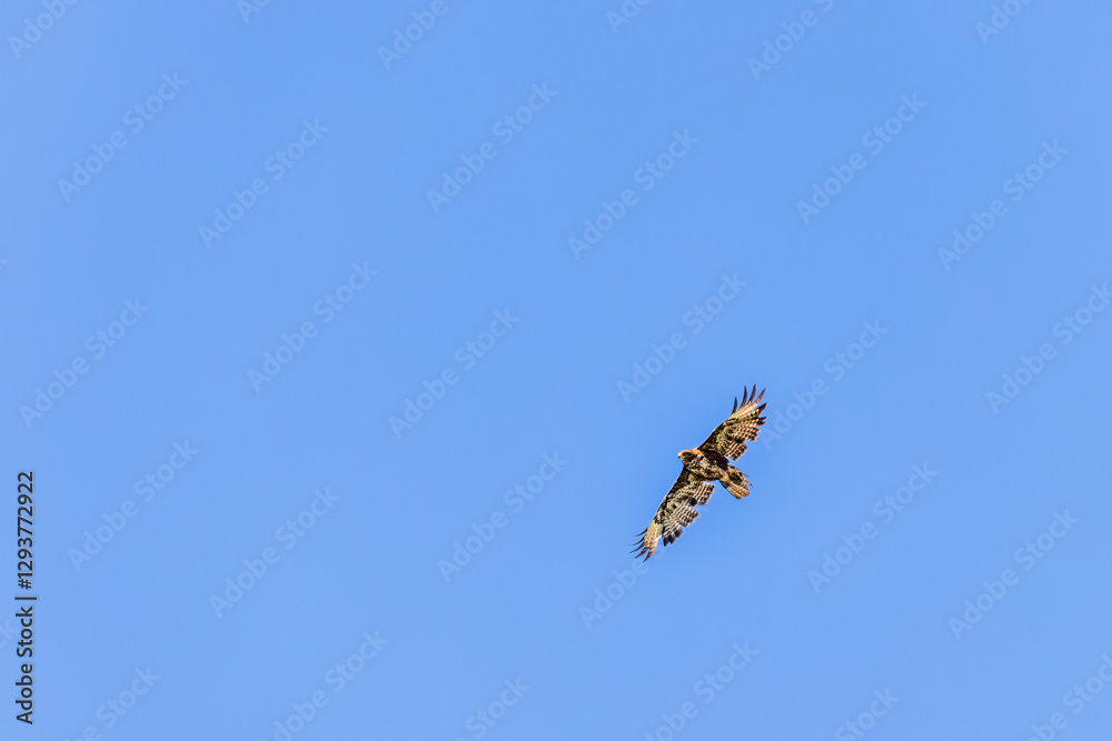 White-tailed eagle with spread wings on a sunny blue sky at summertime White-tailed eagle with spread wings on a sunny blue sky at summertime