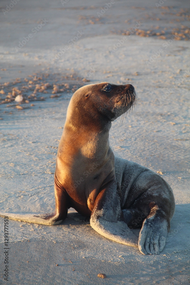 Fototapeta premium leão-marinho na praia de barra do chuí em santa vitória do palmar, rio grande do sul 