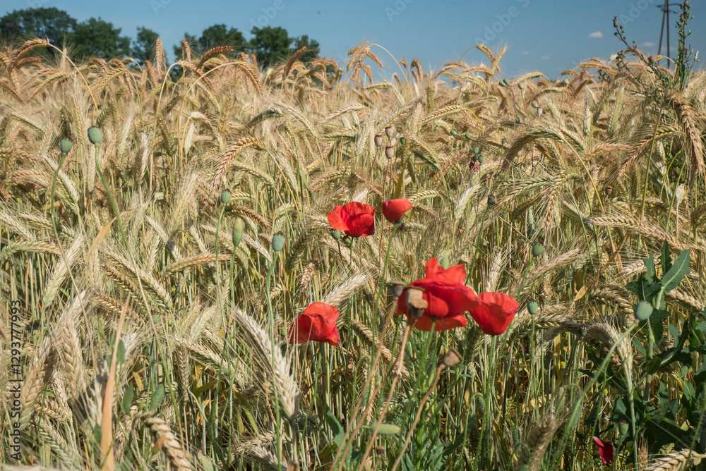 czerwone maki pośród pola dojrzewającego zboża w słoneczny dzień