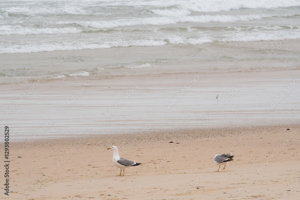 Seagulls on the beach