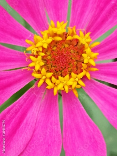 Wallpaper Mural pink zinnia flower Torontodigital.ca