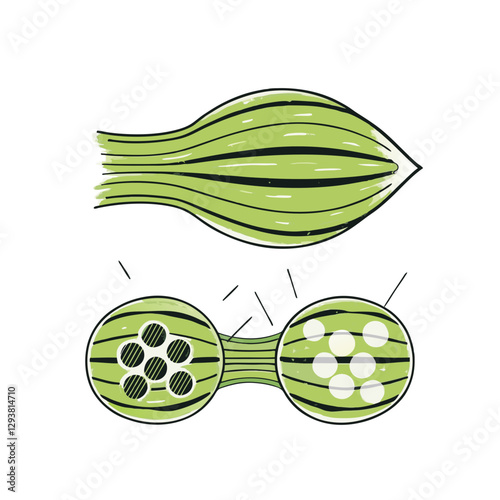 Vector illustration of a muscle fiber structure, showing detailed cross-section anatomy. Concept of muscle tissue, physiology, and medical science.