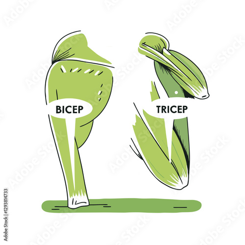 Vector illustration of bicep and tricep muscles, highlighting arm anatomy in a stylized medical and educational concept.