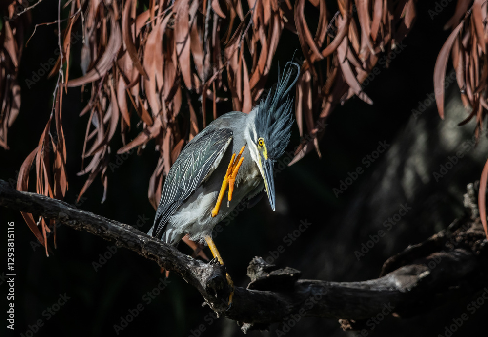 Striated heron (Butorides striata) also known as mangrove heron, little green heron or green-backed heron, is a small heron, about 44 cm tall.