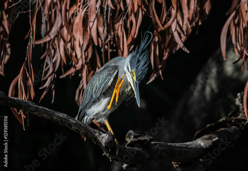 Obraz na płótnie Striated heron (Butorides striata) also known as mangrove heron, little green heron or green-backed heron, is a small heron, about 44 cm tall. w salonie
