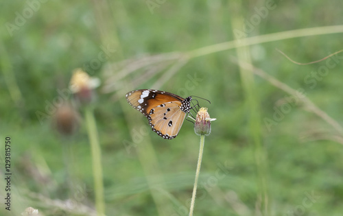 Plain Tiger Perched on a grass flower and photographed in macro. photo
