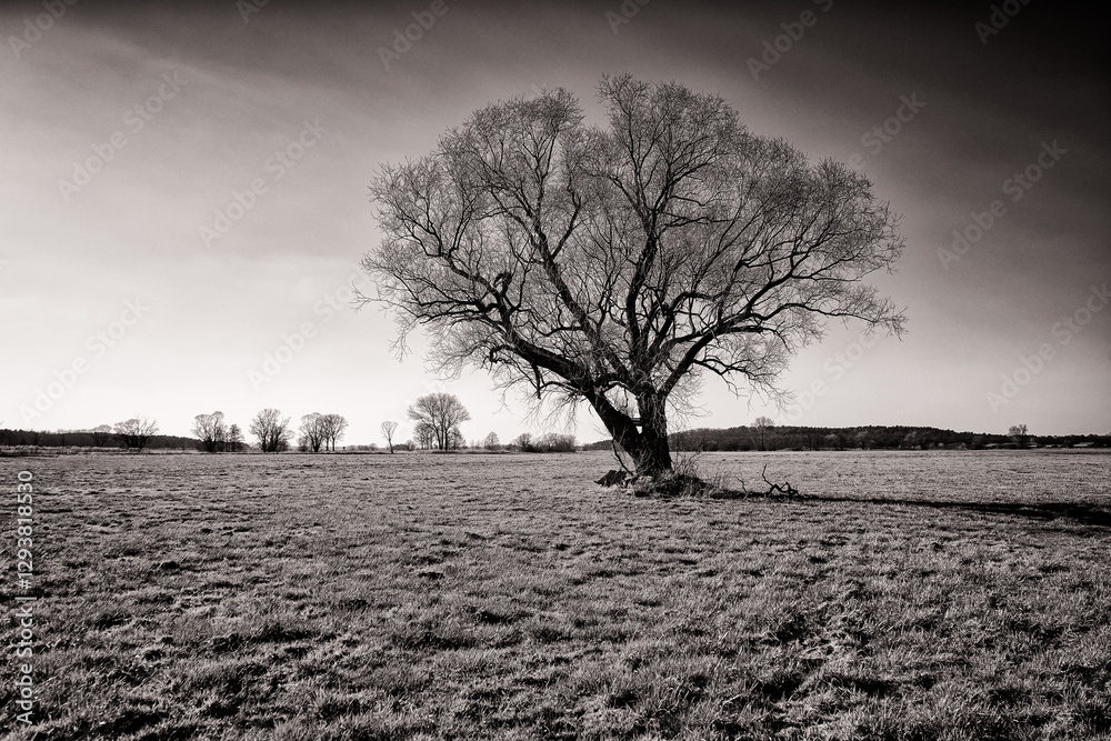 Baum im Winter