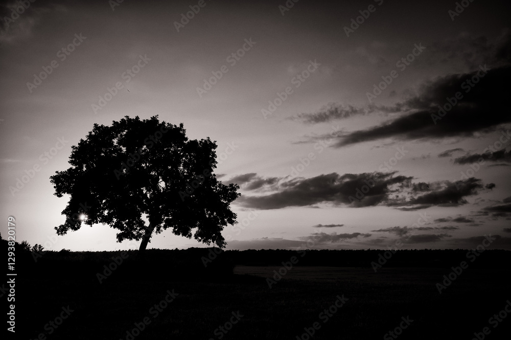 Oak Tree in Sunset