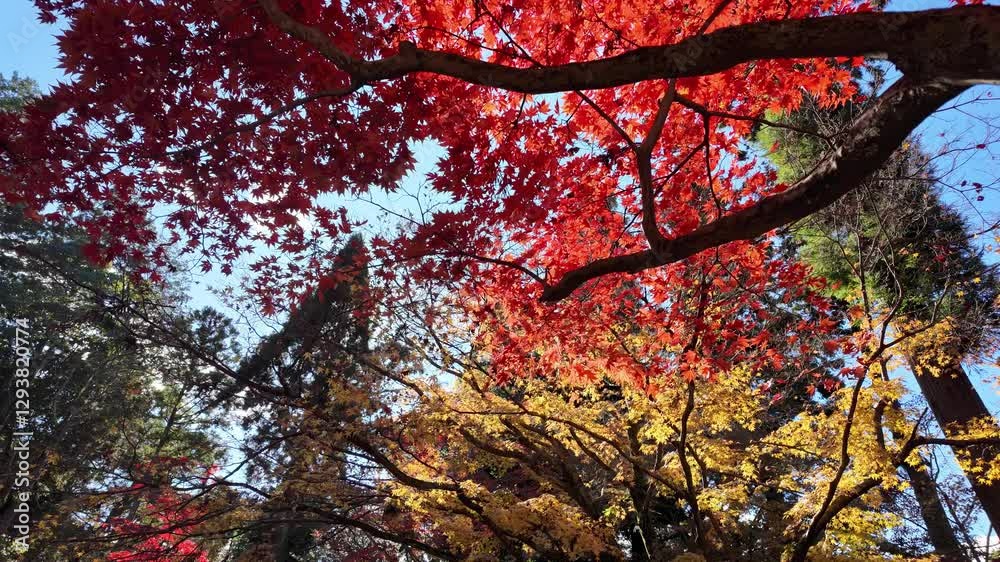 Vibrant autumn foliage in a serene landscape at Engyoji mountain Shosha, Himeji, Japan Vibrant autumn foliage in a serene landscape at Engyoji mountain Shosha, Himeji, Japan