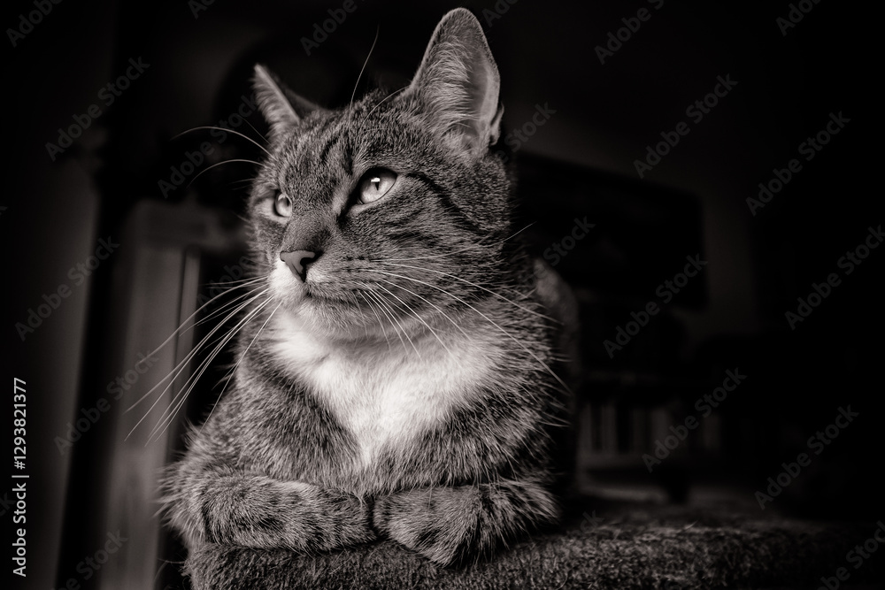 Tomcat