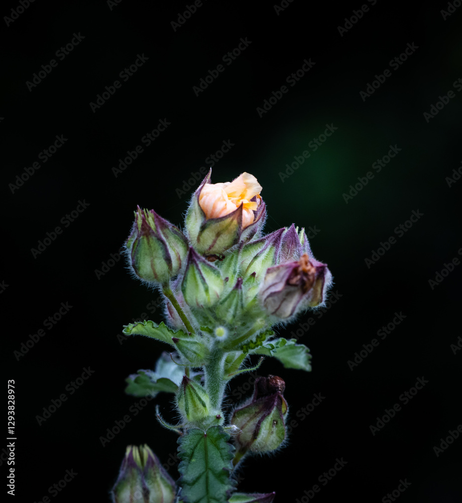 Yellow flowers with a black background.