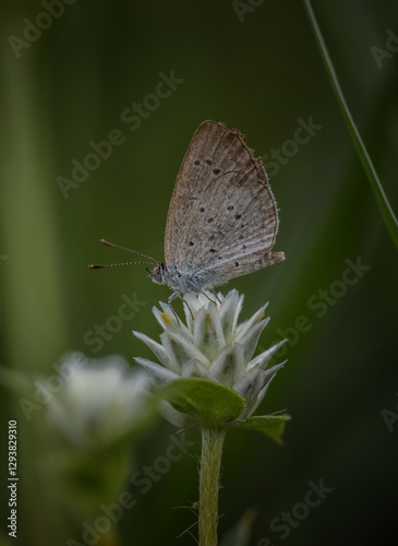 Obraz na plátně Pointed Ciliate Blue Perched on a grass flower and photographed in macro