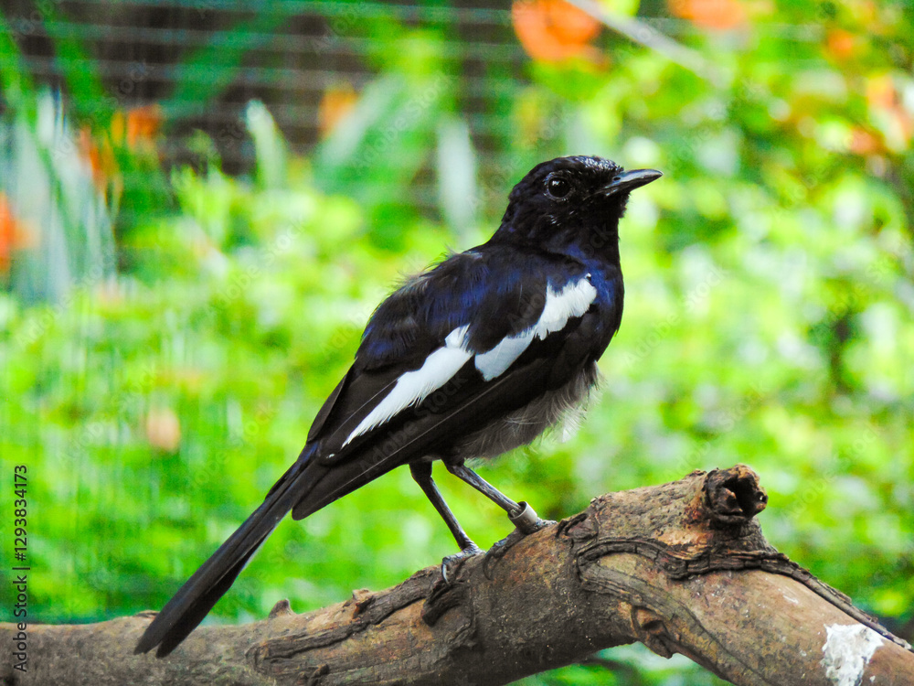 Black bird of Oriental magpie-robin on a branch Black bird of Oriental magpie-robin on a branch