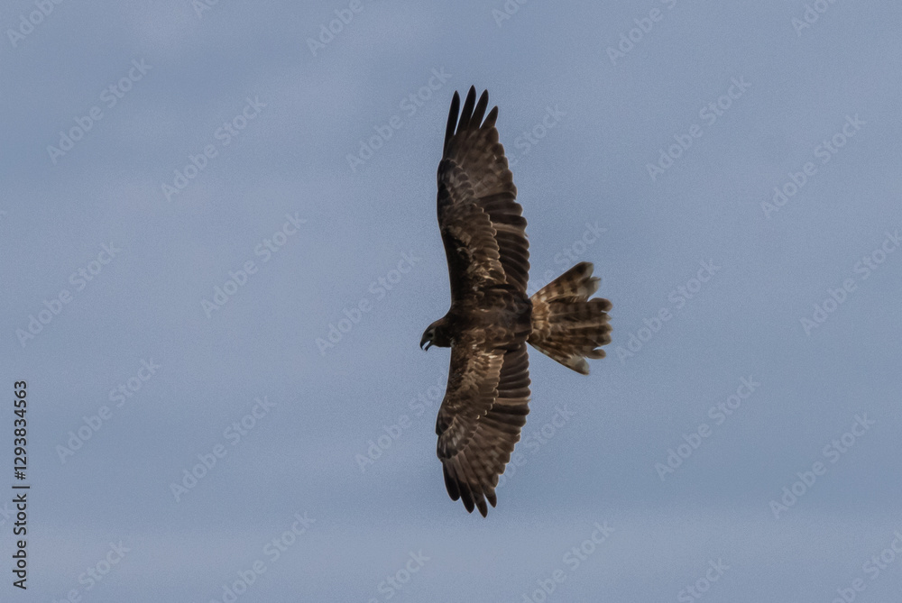 Obraz premium Eastern Marsh Harrier (Circus spilonotus (Kaup, 1847) It is a type of bird of prey. In the family of hawks and eagles found distributed in East Asia, from China, Korea, Japan to Southeast Asia.