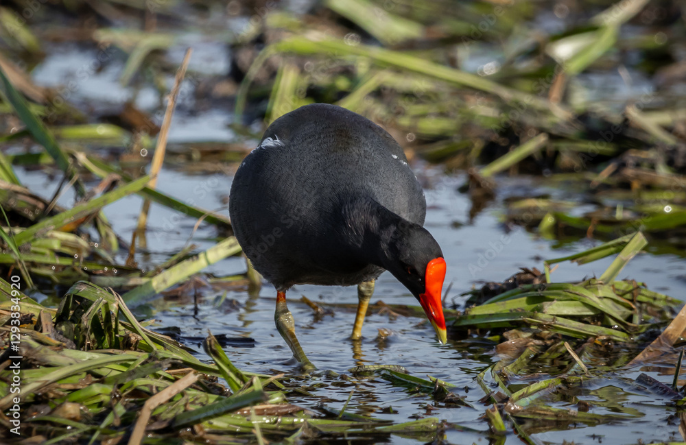 Common Moorhen (Gallinula chloropus (Linnaeus, 1758) They live in fresh water, brackish water, swamps, lakes, streams and slow rivers that have many waterside plants.