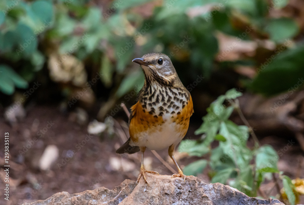 Grey-backed thrush It is a migratory bird escaping the cold weather and wandering into Thailand.