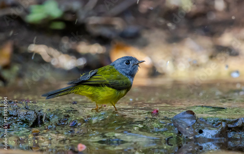 Grey-headed Canary-flycatcher ( Culicicapa ceylonensis) The head has a short, ridged crest. The head and chest are gray, contrasting with the upper body and yellow-green tail. 