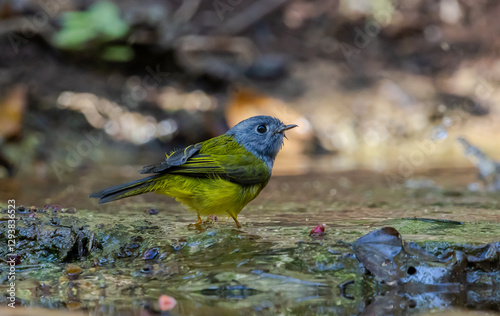 Grey-headed Canary-flycatcher ( Culicicapa ceylonensis) The head has a short, ridged crest. The head and chest are gray, contrasting with the upper body and yellow-green tail. 