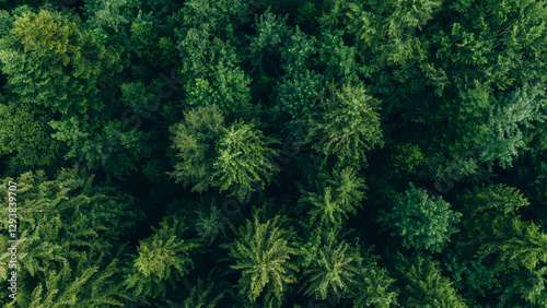 Aerial view of trees in forest in Germany.