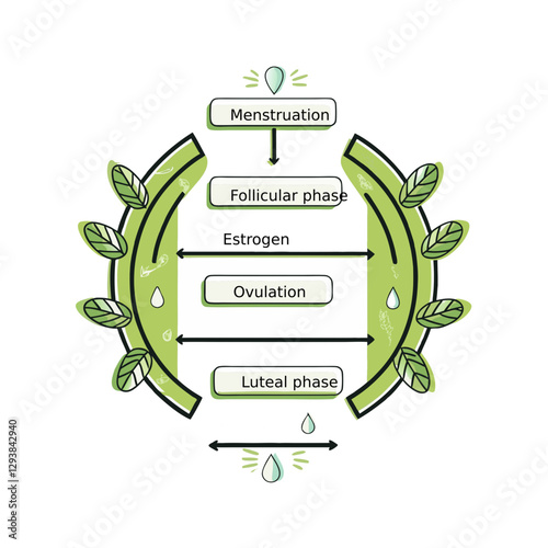 Illustration of the menstrual cycle phases, including menstruation, follicular phase, ovulation, and luteal phase. Ideal for medical and educational use.