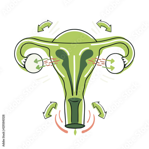 Vector illustration of the female reproductive system, highlighting the uterus, ovaries, and fallopian tubes with arrows indicating function and movement.