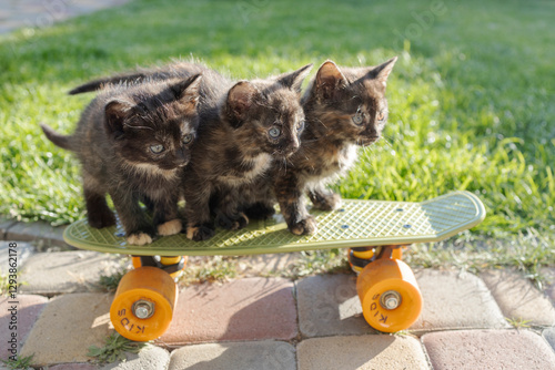 3 cute dark brown kittens sit on children's skateboard cuddled up to each other on a sunny day. Games for children and pets, furry friend. Playful pet, happy childhood. Delivery of happiness. Cat Day