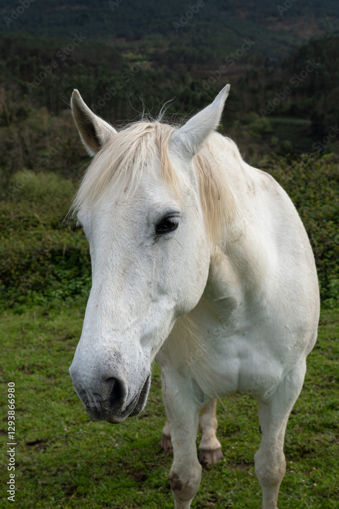 Fototapeta premium A white horse on a farm in the mountains. Close-up of the horse looking at the camera