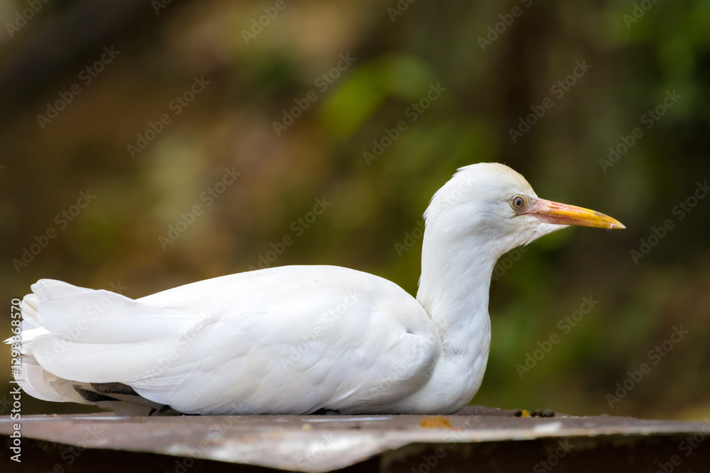 Close up portrait of a cute Cattle Egret bird resting in the shades of a forest in Malaysia