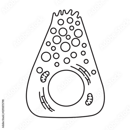 acinar cell pancreatic line icon