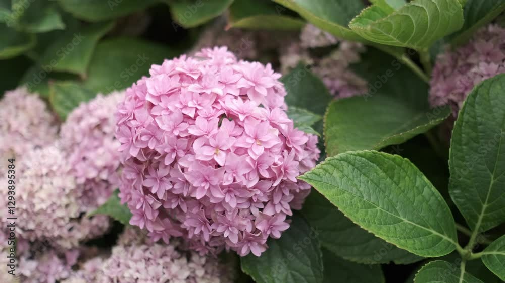 Close-up of a pink hydrangea flower in full bloom, surrounded by lush green leaves. The delicate petals form a dense, rounded cluster, showcasing the beauty of nature Close-up of a pink hydrangea flower in full bloom, surrounded by lush green leaves. The delicate petals form a dense, rounded cluster, showcasing the beauty of nature