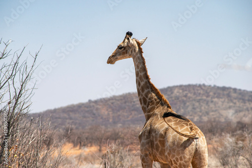 tall giraffe in desert