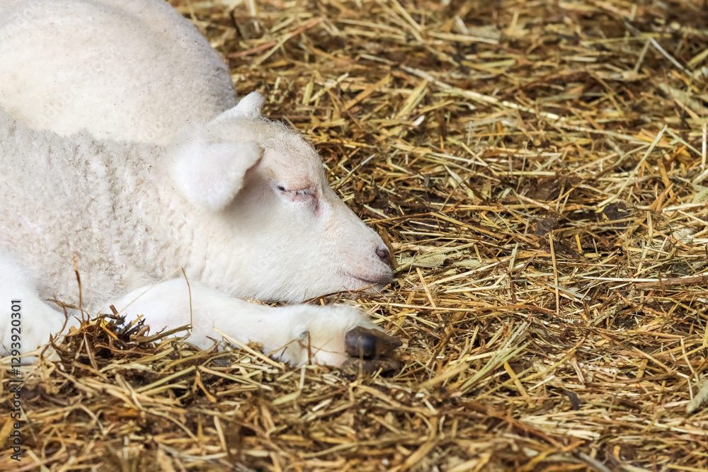The atmosphere of a Finnish sheep farm in spring 2024. White sheep is sleeping on the hay in its pen.
Earmarks removed from the picture. Empty space for text. The atmosphere of a Finnish sheep farm in spring 2024. White sheep is sleeping on the hay in its pen.
Earmarks removed from the picture. Empty space for text.
