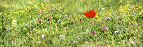 red poppy blooming among wild alpine  flowers n a meadow in alpine mountain