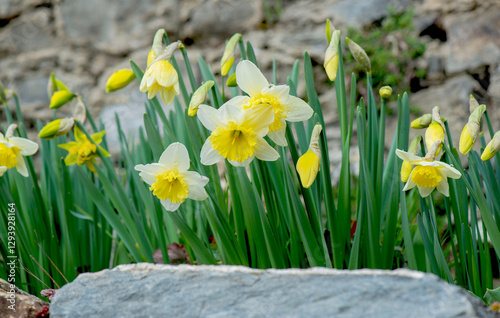 beautiful yellow daffodils blooming in a flower bed urrounded by stones