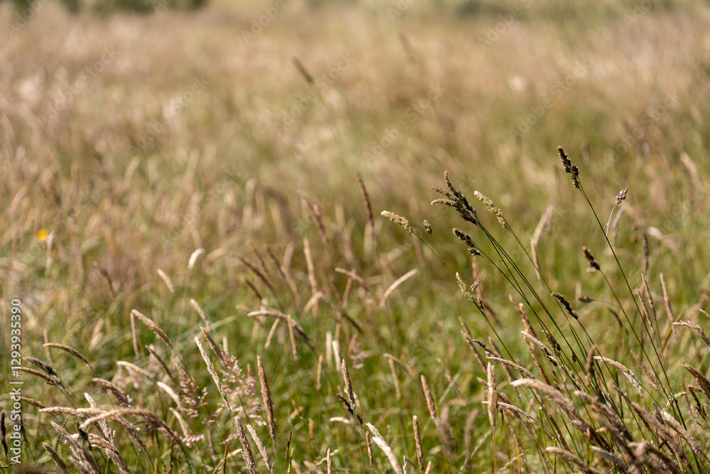 grass and pasutre on a farm in summer grass and pasutre on a farm in summer