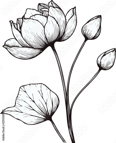 PNG Hand drawn black and white lilies sketch, water lily buds flower, lotus leaf, set of flowers vector, illustration outline, botanical black and white line art, lineart leaves and stems in engraving