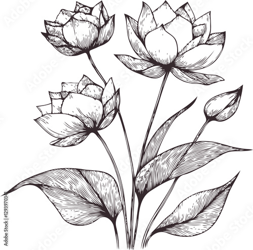 PNG Hand drawn black and white lilies sketch, water lily buds flower, lotus leaf, set of flowers vector, illustration outline, botanical black and white line art, lineart leaves and stems in engraving