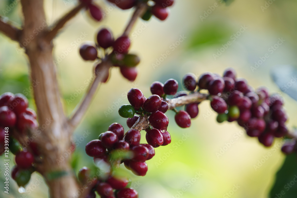 Coffee beans borne on trees in farms and gardens, raw coffee beans in the growing season and drops of water in the morning. Coffee beans borne on trees in farms and gardens, raw coffee beans in the growing season and drops of water in the morning.