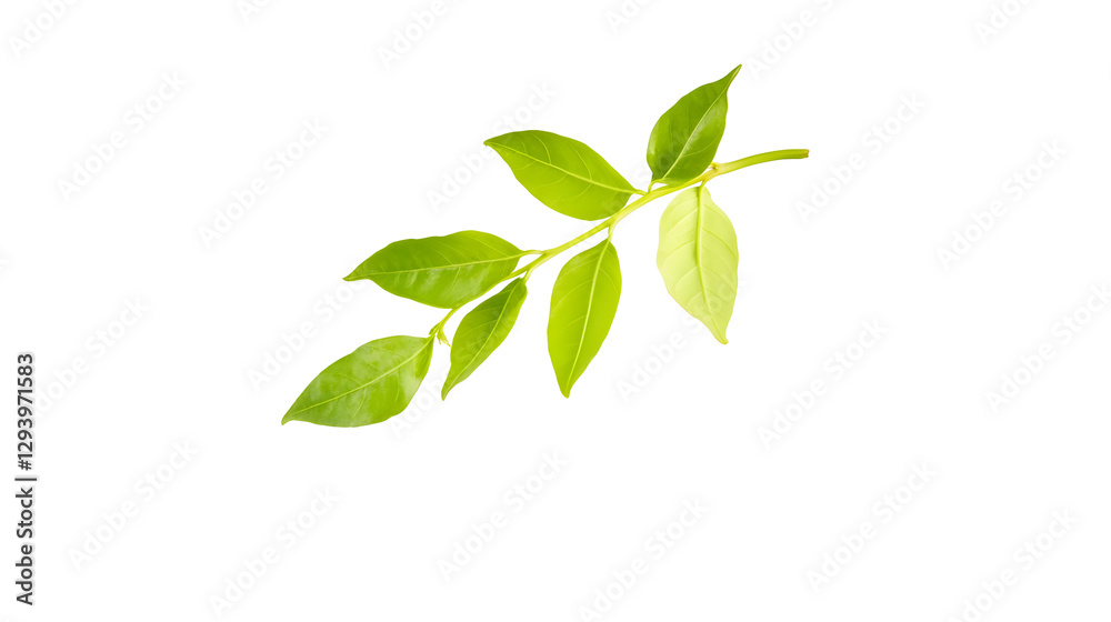 Isolated aromatic curry leaves showcasing their vibrant green color and unique texture Isolated aromatic curry leaves showcasing their vibrant green color and unique texture