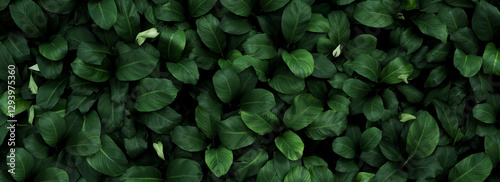 Green leaves background. Green leaves color tone dark in the morning.	