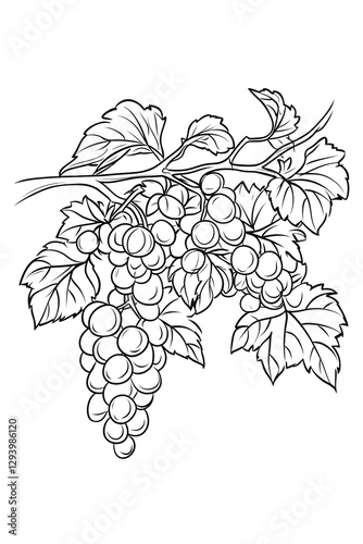 Grapes on Vine Line Art Illustration Fresh Fruit Drawing