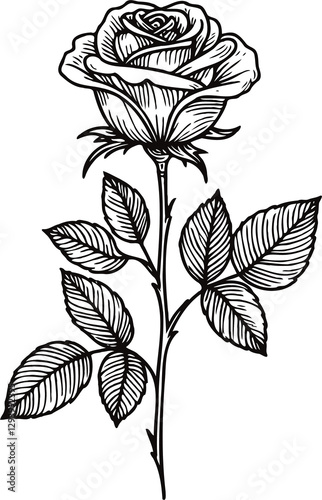 PNG Hand drawn vintage Doodle sketch drawing, rose flower, Collection leaves set of flowers, Botanical illustration outline black and white roses line art, plant buds leaf stem, invitations engraving