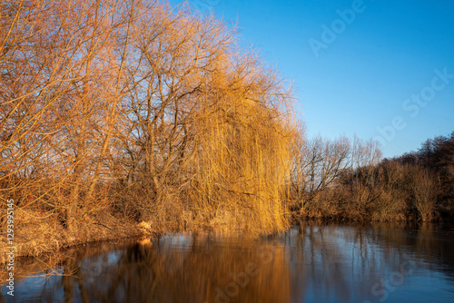 A bare tree hangs over a frozen lake
