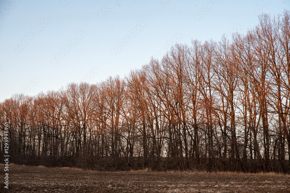 Maple trees without leaves stand in a row in winter against the sky Maple trees without leaves stand in a row in winter against the sky