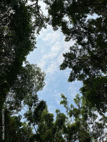 sky and trees