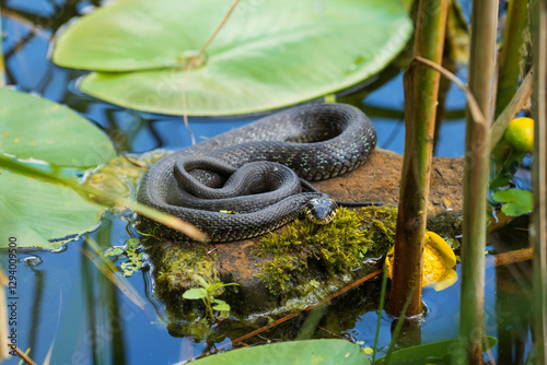 The grass snake (Natrix natrix). Basking in the sun