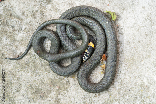 Common grass snake (Natrix natrix).The snake plays dead.
